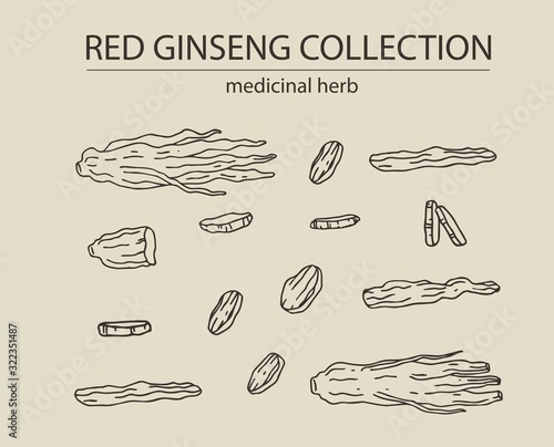 Red or panax ginseng dried root and slices for package design and other decoration. Hand drawn vector illustration set. Alternative chinese medicine, korean cosmetic, medicinal herb, food supplement.
