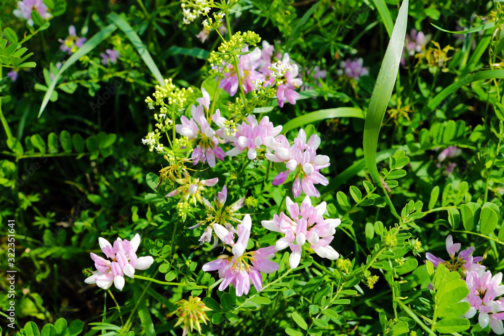 Naklejka premium Green spring elm leaves with copy space.