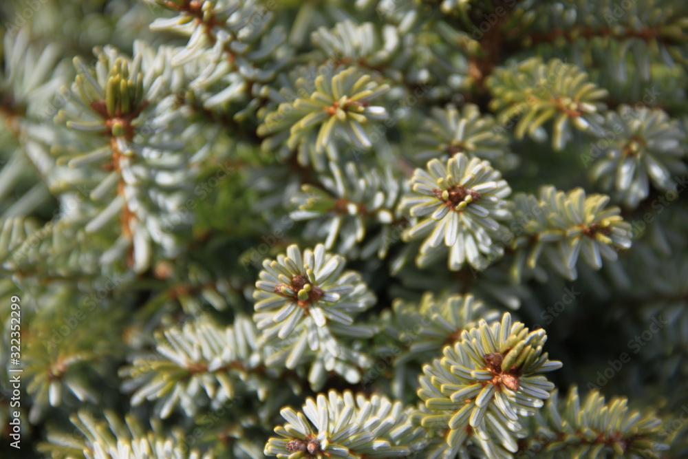 Macro green spine pine tree Macro green spine pine tree