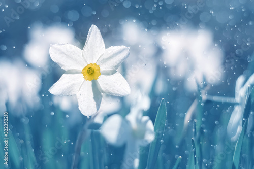 Beautiful spring background with white daffodils, blue toned. Amazing delicate flowers of narcissuses in the sunlight and bokeh. Selective soft focus.