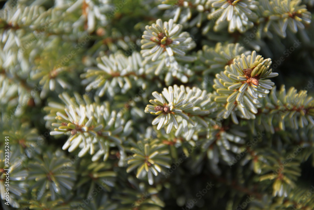 Macro green spine pine tree Macro green spine pine tree