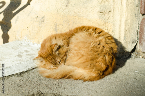 The cat walks along the street. Street cat. The cat is sitting on the fence. Cat by the sea . Red cats.
