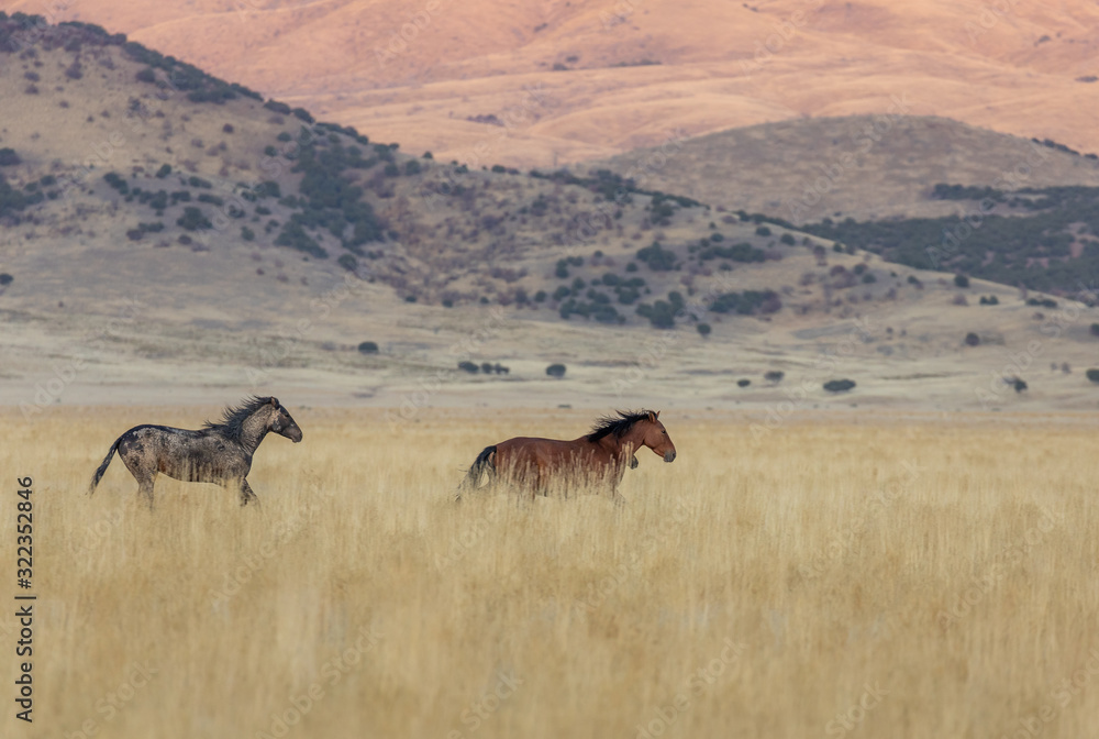 Wild Horses in Fall in the Utah desert