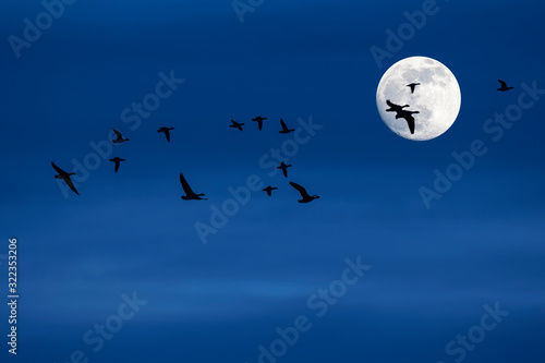 Flock of migrating ducks and geese flying in front of full moon and silhouetted against blue night sky
