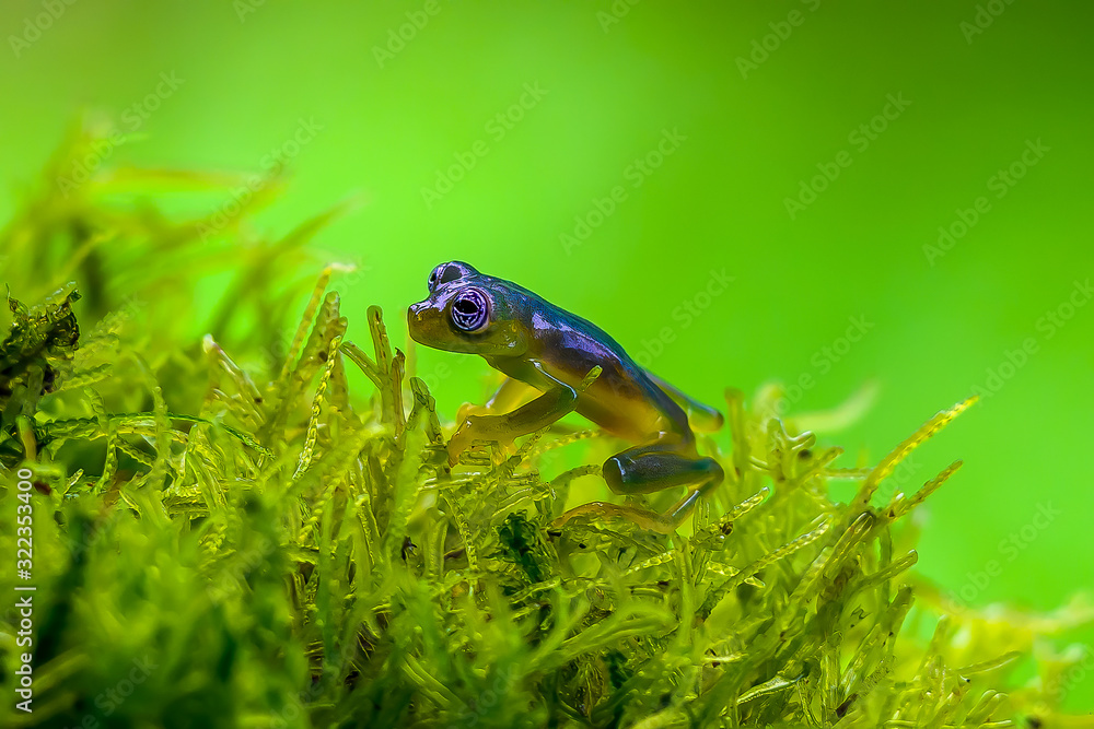 Teratohyla spinosa glass frog (spiny cochran frog) of the family of