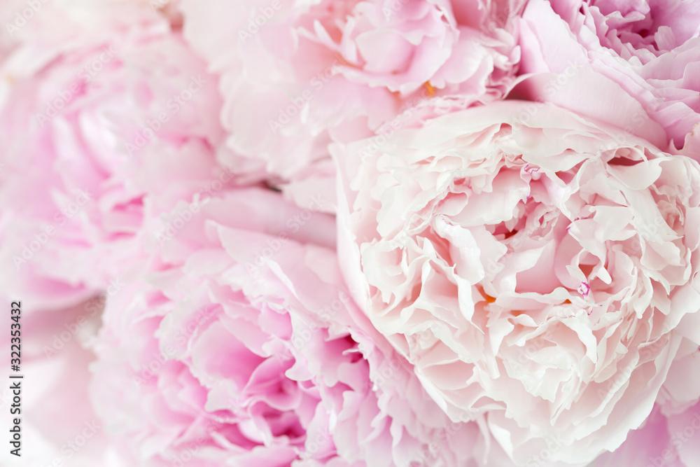 Fototapeta piękny różowy kwiat piwonii w tle