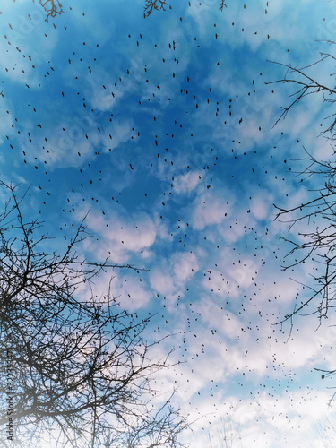 Beautiful blue cloudy sky with flying birds and tree branches