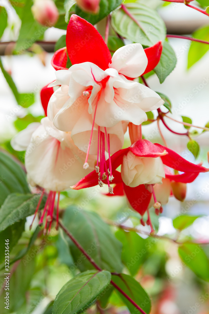 Beautiful fuchsia flowers hanging from the stem Beautiful fuchsia flowers hanging from the stem