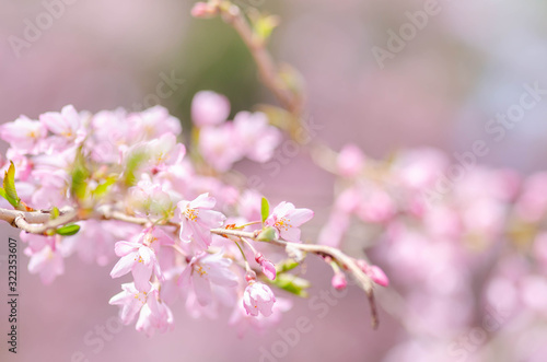 早春桜