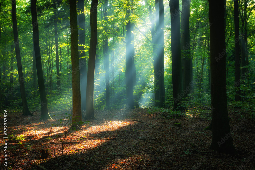 Naklejka premium Beautiful sunrise in green forest