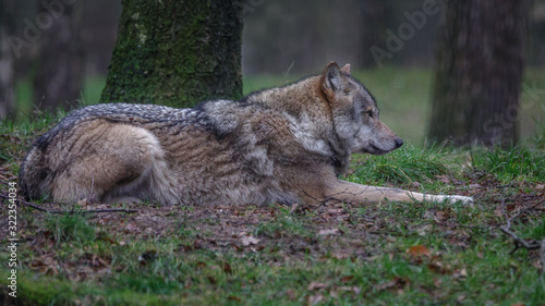 Grey Wolf in Forrest