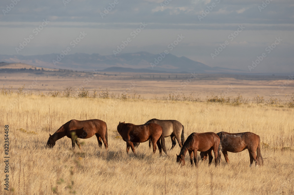 Wild Horses in Fall in the Utah desert Wild Horses in Fall in the Utah desert