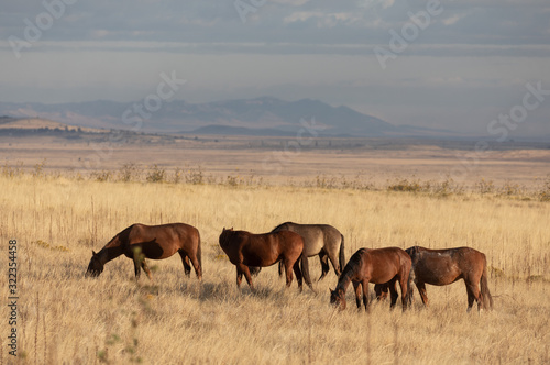 Wild Horses in Fall in the Utah desert © natureguy