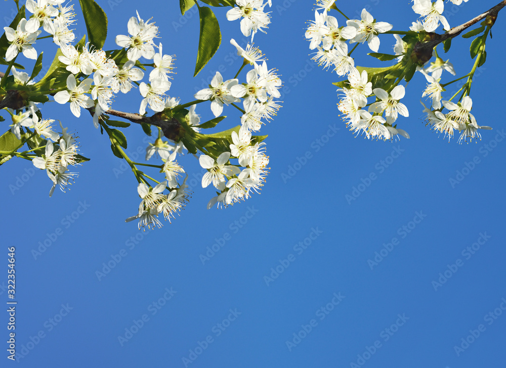 Branches of cherry tree with spring flowers and leaves