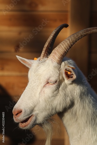 Fototapeta Naklejka Na Ścianę i Meble -  koza