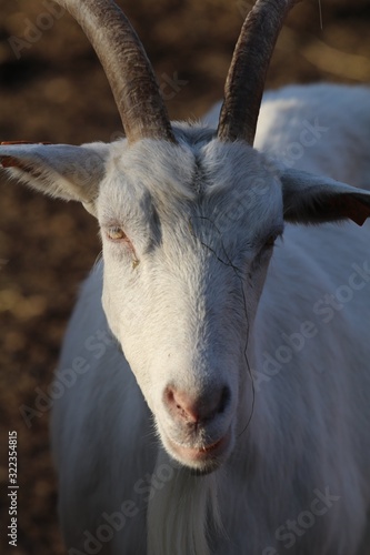 Fototapeta Naklejka Na Ścianę i Meble -  koza