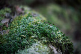 The moss on the rocks in the forest I