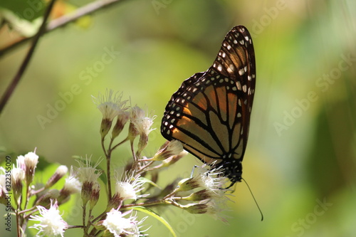 Obraz na płótnie Mariposa w salonie
