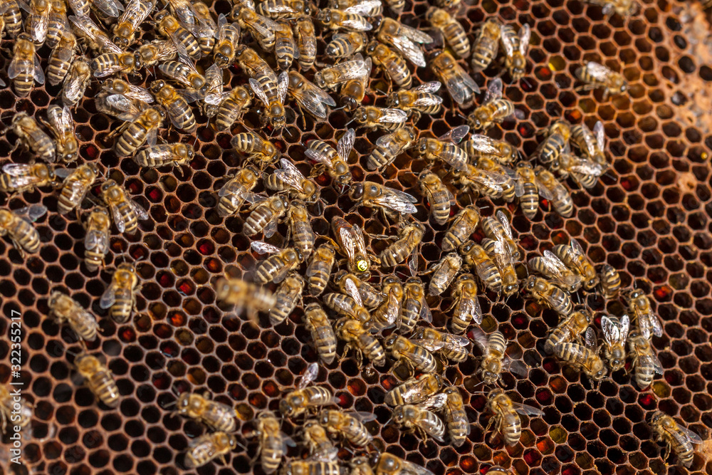 Beekeeping in the Czech Republic - honey bee, details of hive Beekeeping in the Czech Republic - honey bee, details of hive