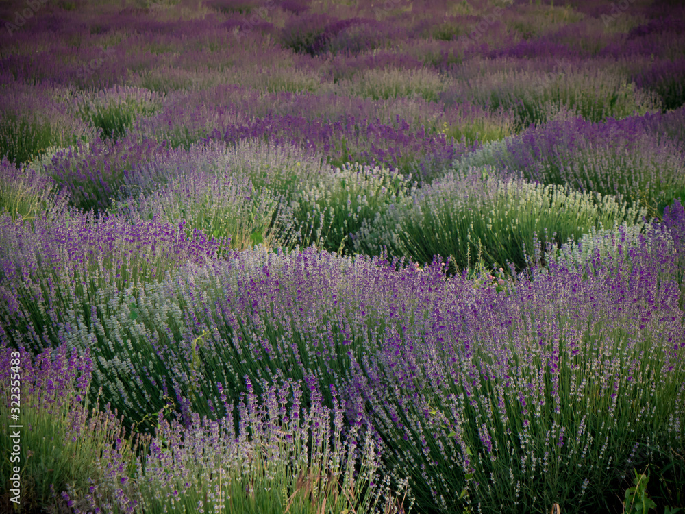 field of purple flowers field of purple flowers