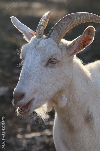 Fototapeta Naklejka Na Ścianę i Meble -  koza