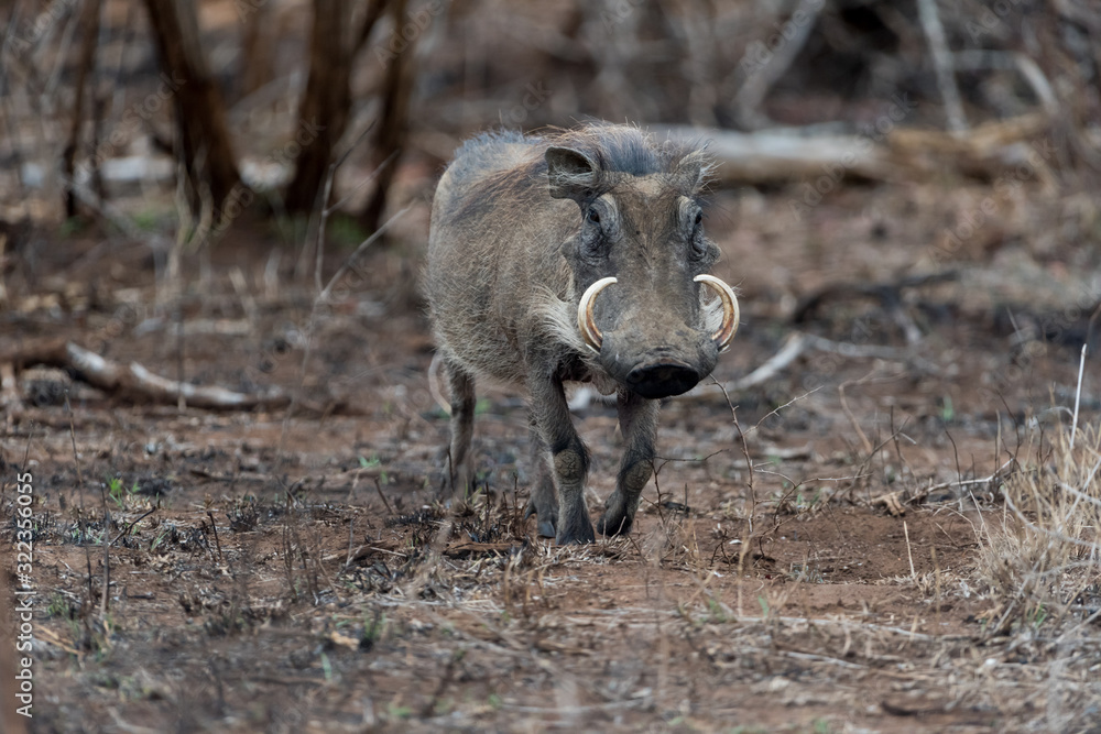 Warthog, wild pig in the wilderness of Afica Warthog, wild pig in the wilderness of Afica