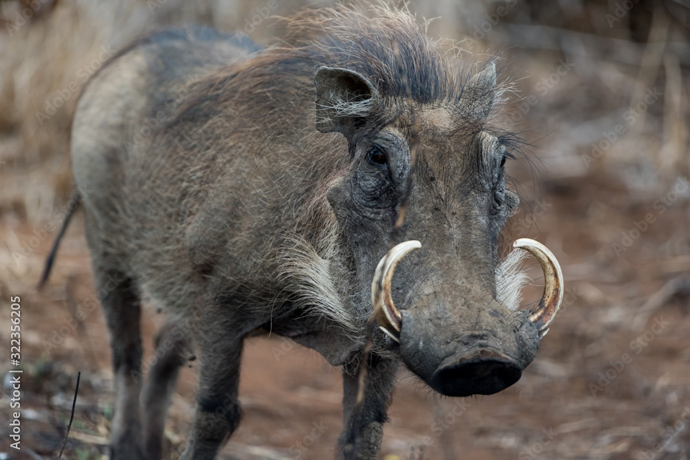 Warthog, wild pig in the wilderness of Afica Warthog, wild pig in the wilderness of Afica