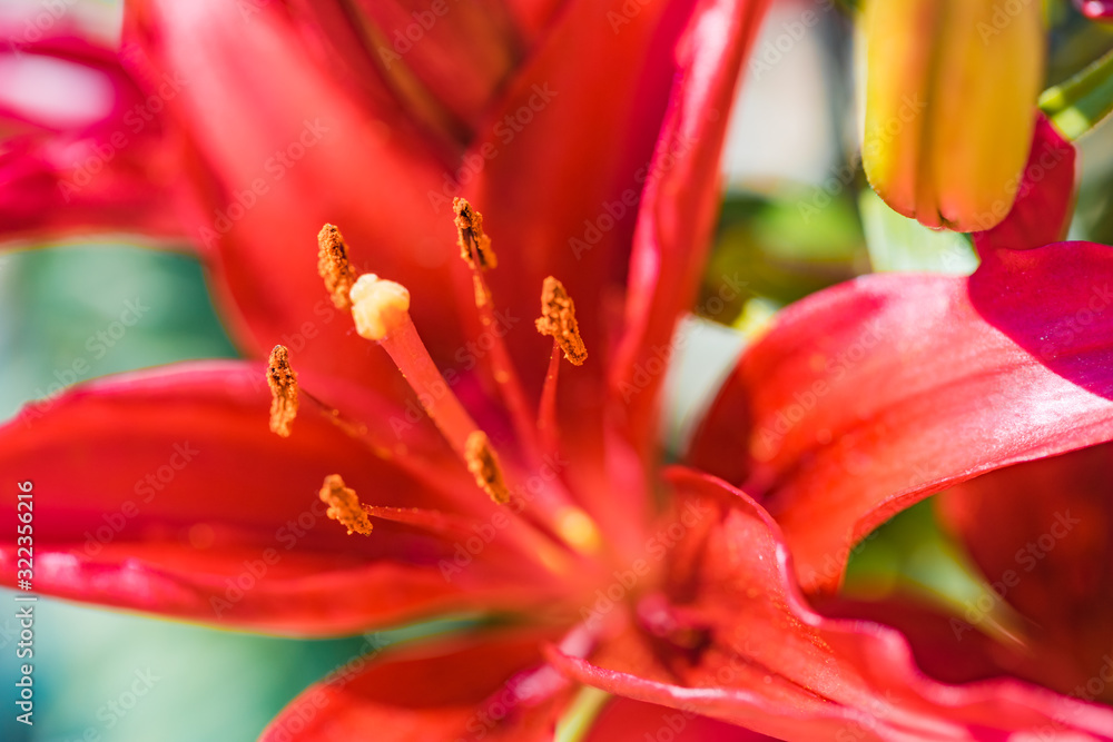 Blooming lily flower closeup. Beautiful floral backdrop, colorful nature macro..