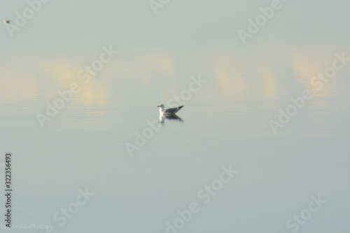 oiseau en reflet sur l'eau © Erika