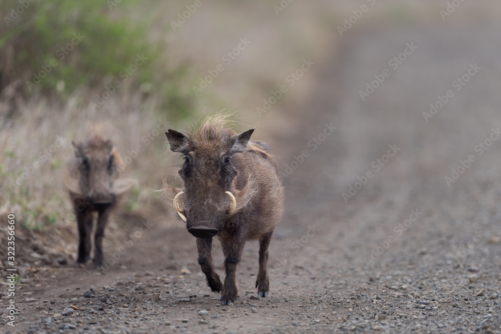 Warthog, wild pig in the wilderness of Afica Warthog, wild pig in the wilderness of Afica