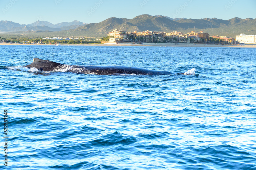 Fototapeta premium wale in coast