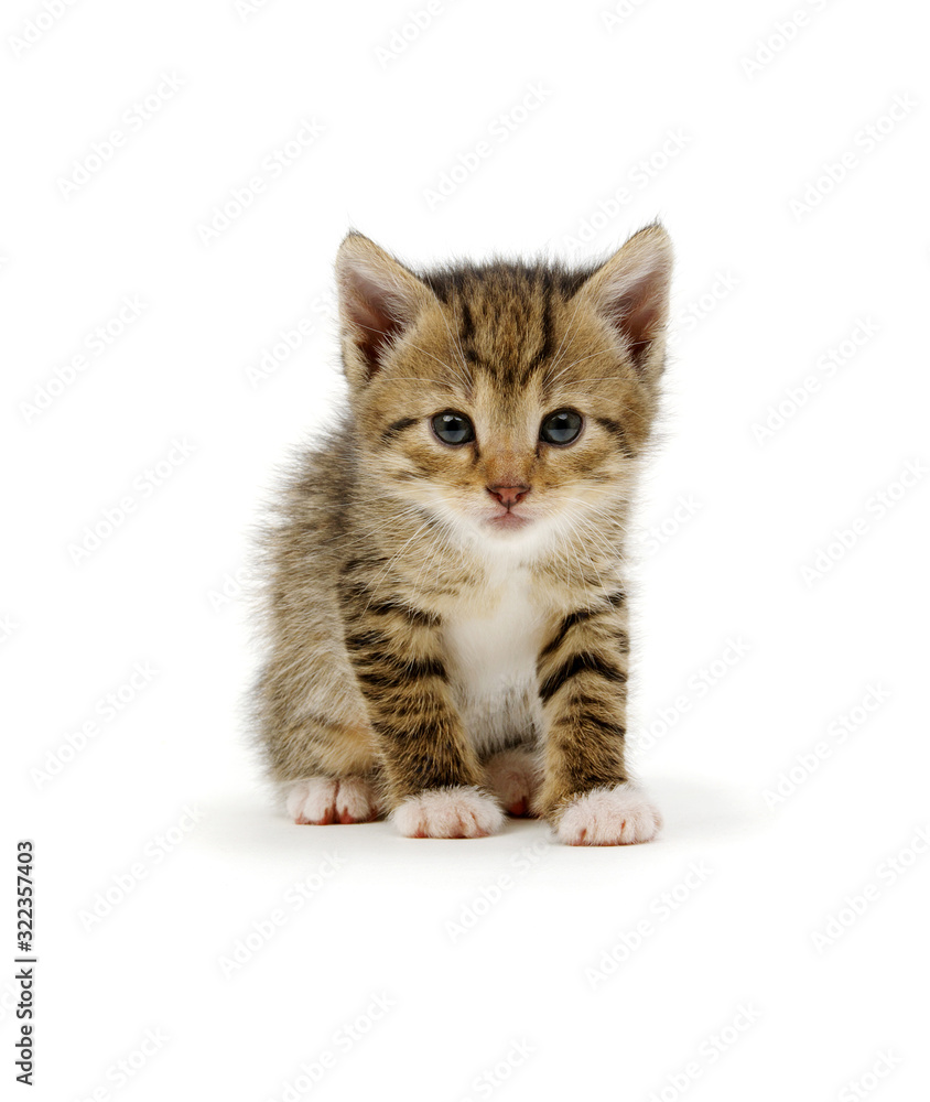 Funny striped kitten sitting on white