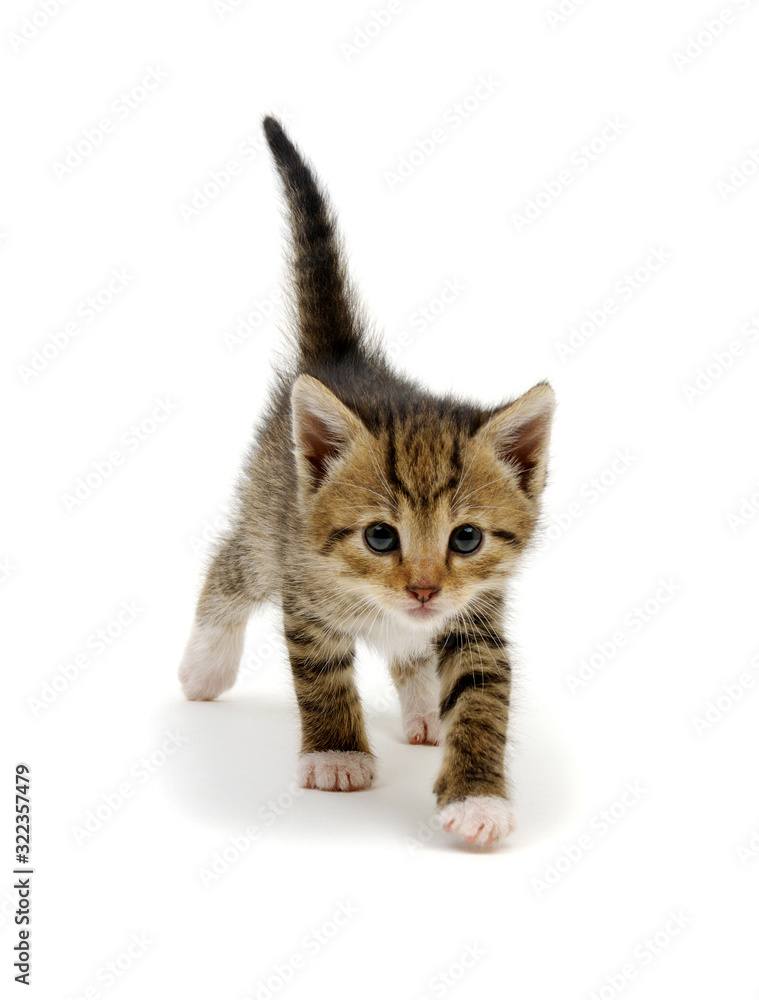 Small gray kitten isolated on white