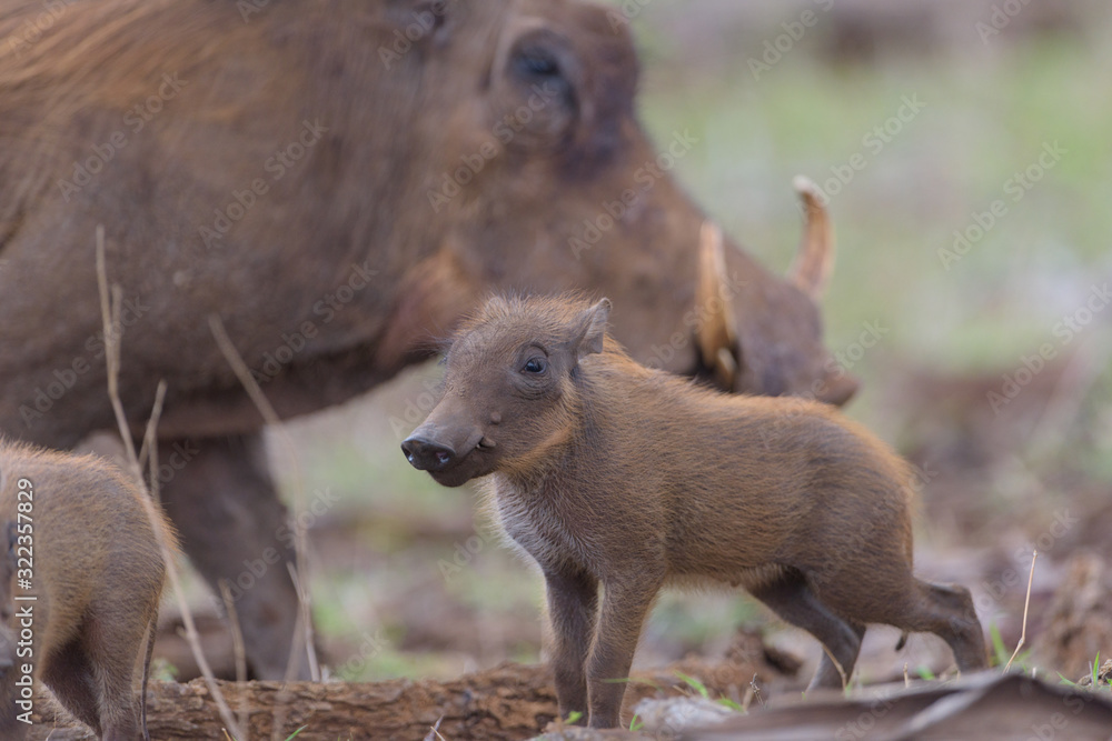 Warthog Baby, baby pig, wild pig