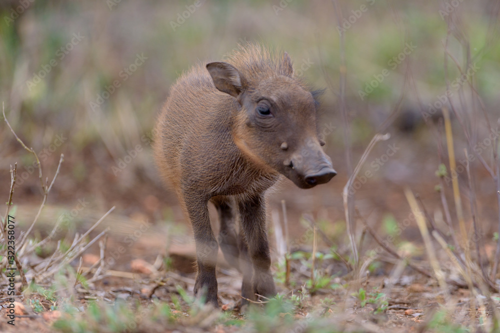 Fototapeta premium Warthog Baby, baby pig, wild pig