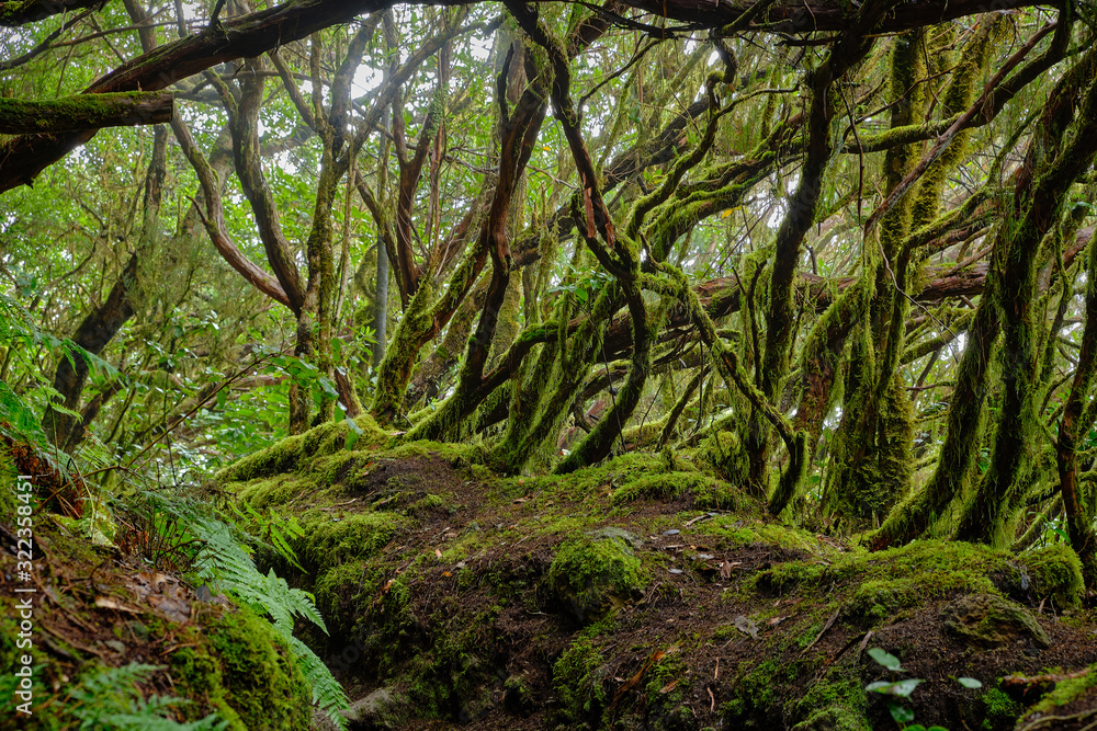 Enchanted forest of Pijaral, Anaga Mountains. Tenerife, Canary Islands. Spain Enchanted forest of Pijaral, Anaga Mountains. Tenerife, Canary Islands. Spain
