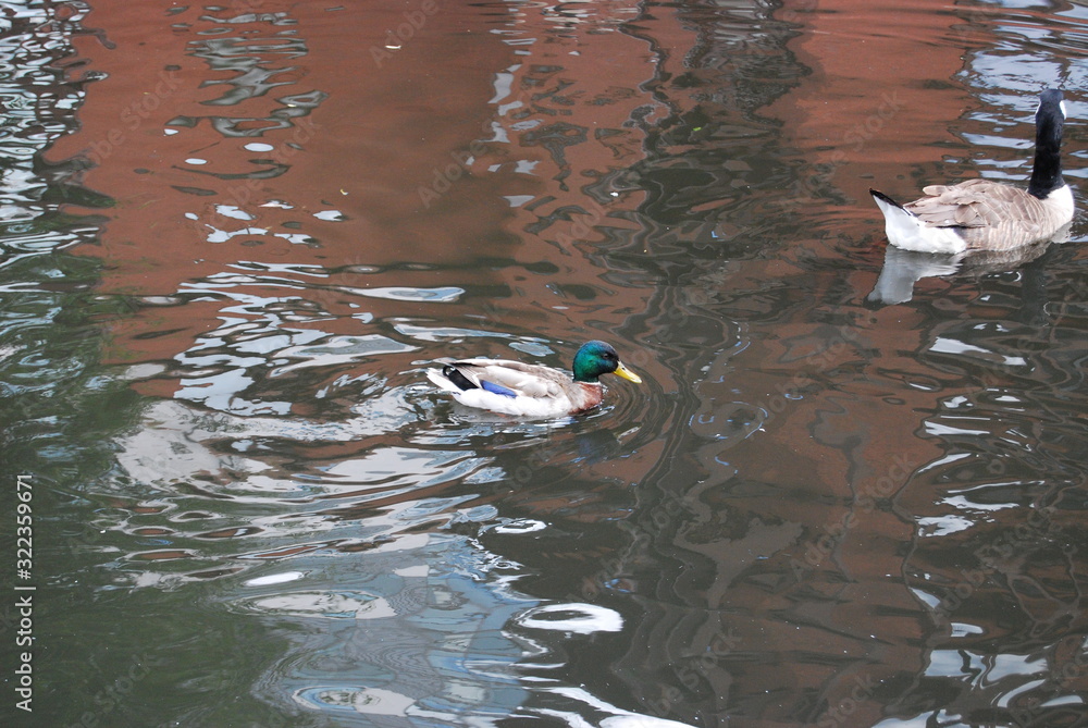 Fototapeta premium duck in canal