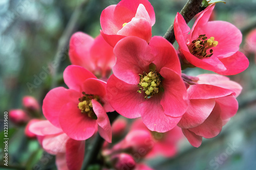 Photographie pink quince flowers on a branch in the garden