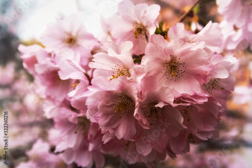 cherry blossom branch in the garden in the sun