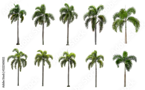 Ten palm trees on a white background.