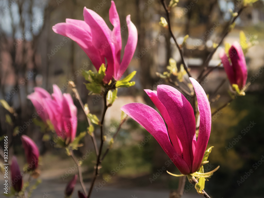 pink Magnolia flowers in the garden in the sun