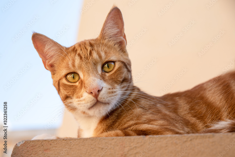 Ginger and white cat on top of a wall Ginger and white cat on top of a wall