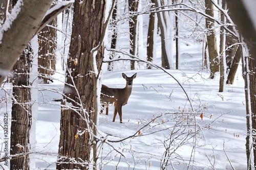 White tailed deer, doe and fawn near city park in Wisconsin Fototapeta