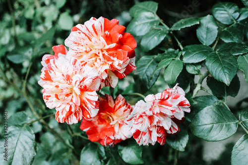 blooming red flowers in the garden