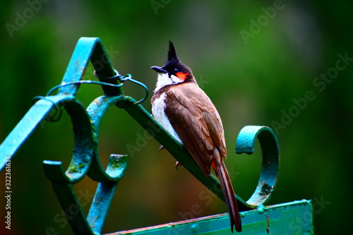 bird in a park
