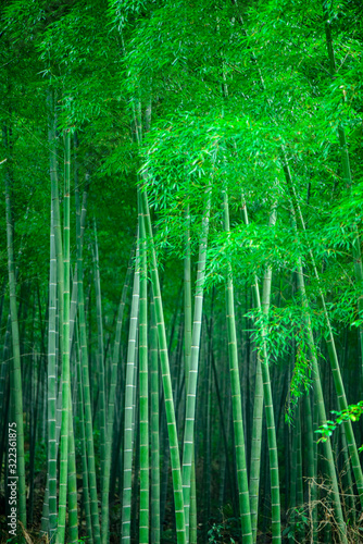 Green background material of vertical bamboo forest.