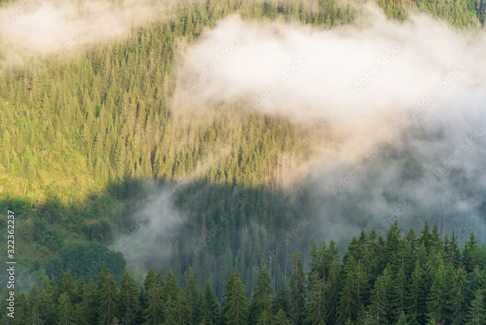 Aerial of pine forest with flowing fog.