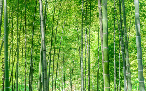 In spring, the lush bamboo forest in the sun. A picture with a pure green background.