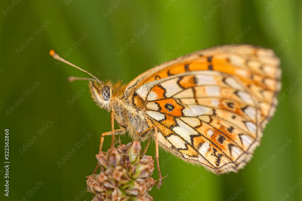 Fototapeta premium The dark green fritillary (Speyeria aglaja, previously known as Argynnis aglaja) is a species of butterfly in the family Nymphalidae.