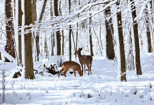 White tailed deer, doe and fawn near city park in Wisconsin